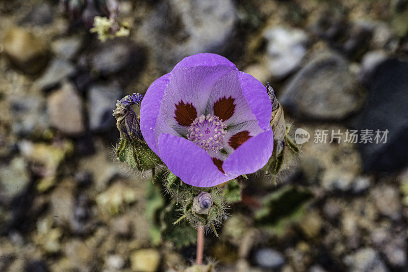 Eremalche rotundifolia，沙漠五斑，是Malvaceae科的开花植物，原产于美国西南部的莫哈韦沙漠和科罗拉多沙漠，在加利福尼亚州的死亡谷国家公园发现。